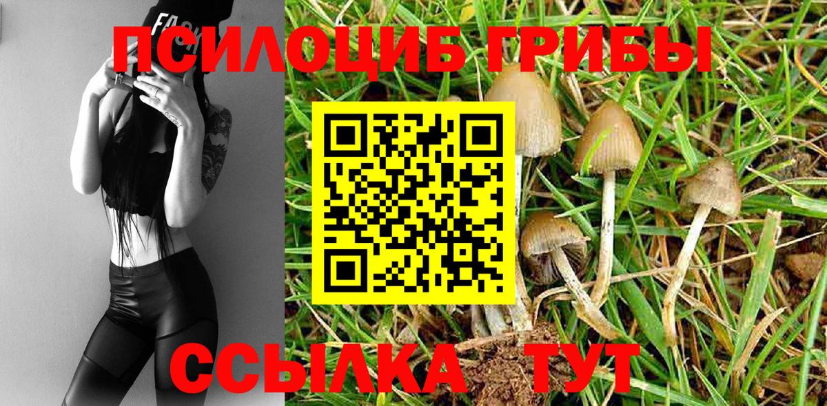 Галлюциногенные грибы Psilocybe Зерноград